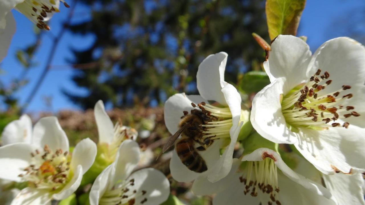 La Miellerie Konuk evi Huppaye Dış mekan fotoğraf